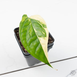 Amydrium 'Spiderman' Albo Variegated (wk20-H)