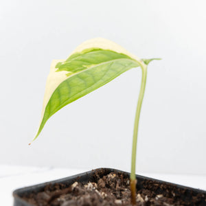 Amydrium 'Spiderman' Albo Variegated (wk20-H)