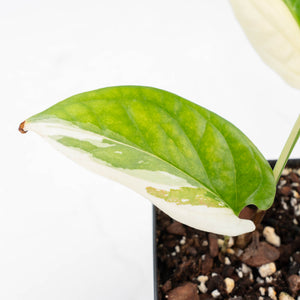 Amydrium 'Spiderman' Albo Variegated (wk22-C)