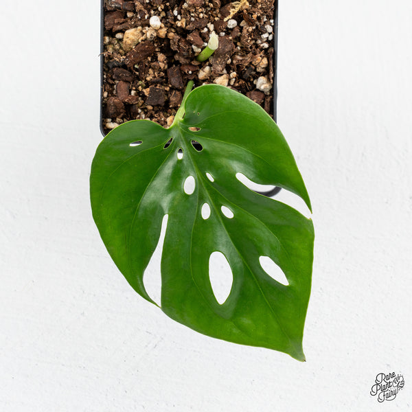 Amydrium sp. NOID (wk43-I)