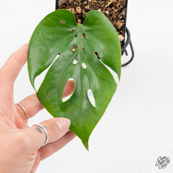 Amydrium sp. NOID (wk43-I)