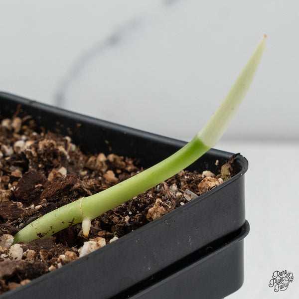 Amydrium sp. NOID (wk45-C)