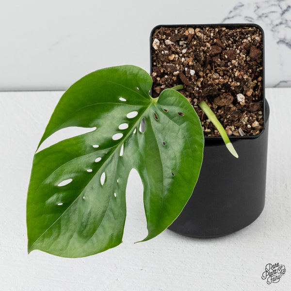 Amydrium sp. NOID (wk45-C)