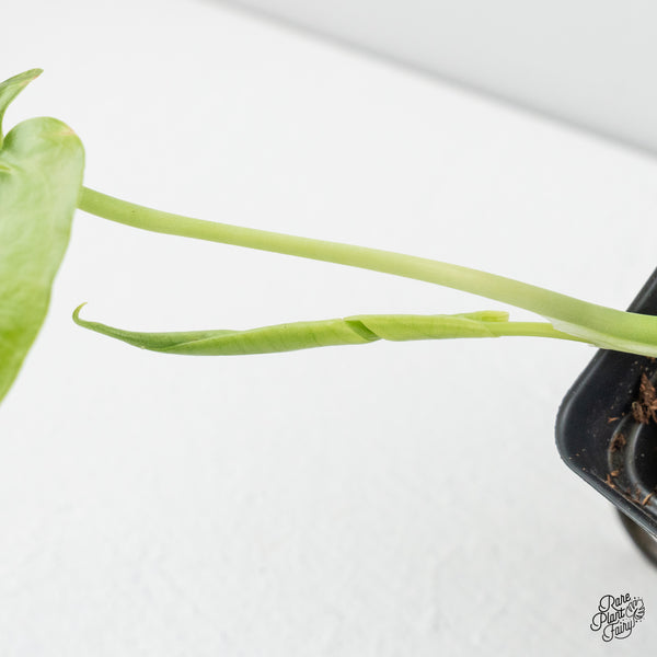 Amydrium sp. NOID (wk49-N)