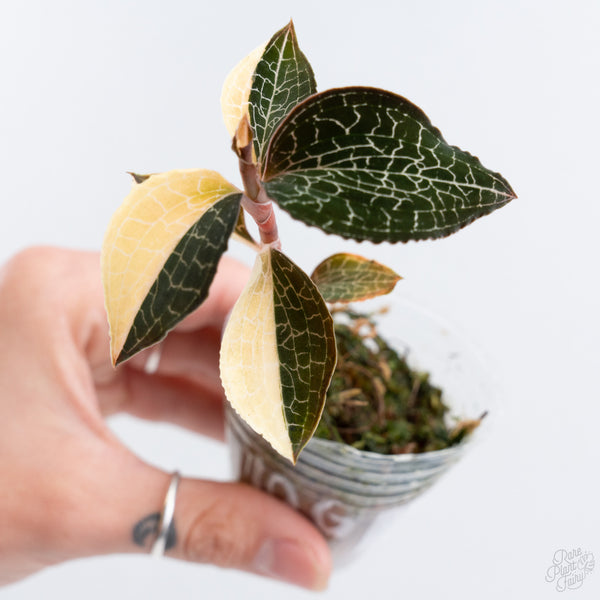 Anoectochilus Formosanus 'Jewel Orchid' Variegated (wk10-G)