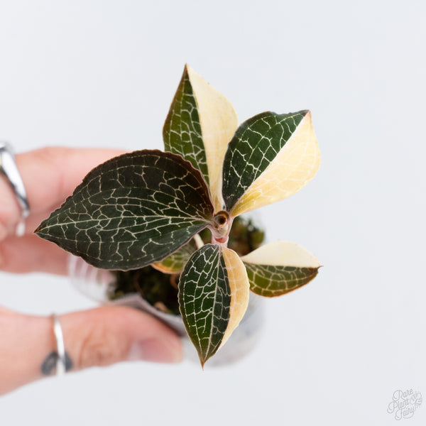 Anoectochilus Formosanus 'Jewel Orchid' Variegated (wk10-G)