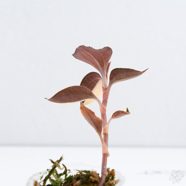 Anoectochilus Formosanus 'Jewel Orchid' Variegated (wk10-G)