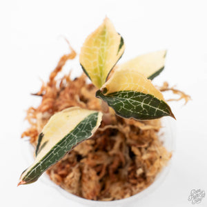 Anoectochilus Formosanus 'Jewel Orchid' Variegated (wk22-B)