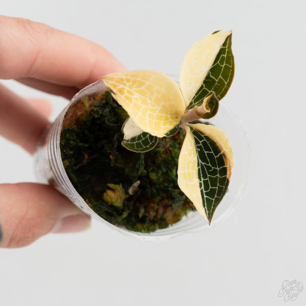 Anoectochilus Formosanus 'Jewel Orchid' Variegated (wk8-F)