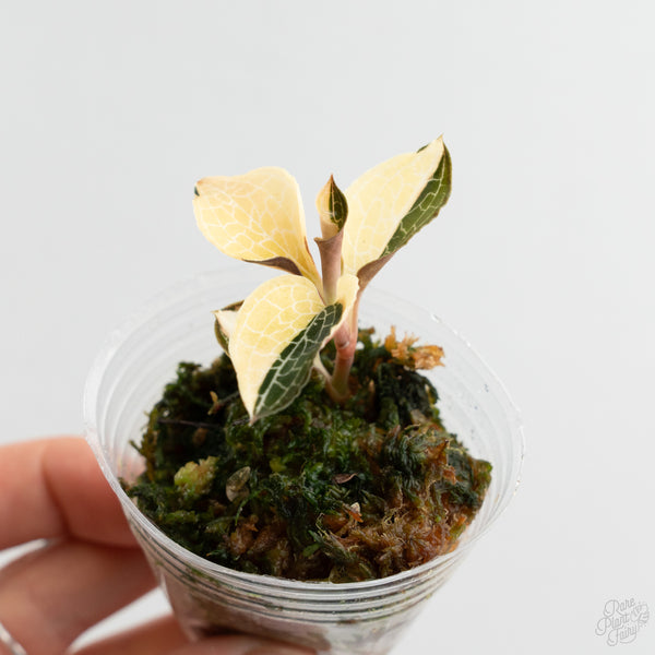 Anoectochilus Formosanus 'Jewel Orchid' Variegated (wk8-F)