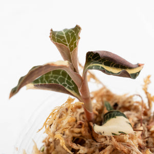 Anoectochilus Formosanus 'Jewel Orchid' Variegated (wk18-E)
