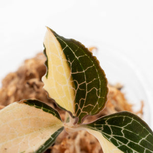 Anoectochilus Formosanus 'Jewel Orchid' Variegated (wk20-I)