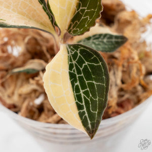 Anoectochilus Formosanus 'Jewel Orchid' Variegated (wk20-I)