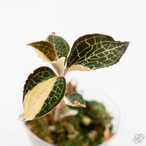 Anoectochilus Formosanus 'Jewel Orchid' Variegated (wk19-F)