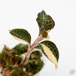 Anoectochilus Formosanus 'Jewel Orchid' Variegated (wk19-F)