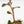 Anoectochilus Formosanus 'Jewel Orchid' Variegated (wk19-F)