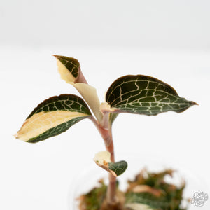 Anoectochilus Formosanus 'Jewel Orchid' Variegated (wk19-F)