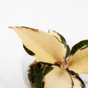 Anoectochilus Formosanus 'Jewel Orchid' Variegated (wk29-E)