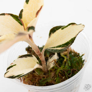 Anoectochilus Formosanus 'Jewel Orchid' Variegated (wk29-E)