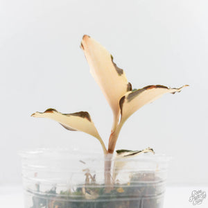 Anoectochilus Formosanus 'Jewel Orchid' Variegated (wk29-E)
