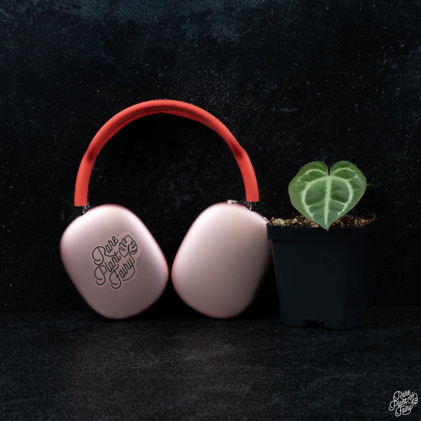 Anthurium Zara '14' x Black Widow '13' by DocBlock® *Grower's Choice*