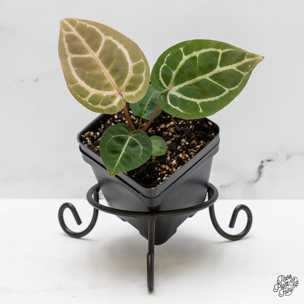 Anthurium10x32_Grower_sChoice_