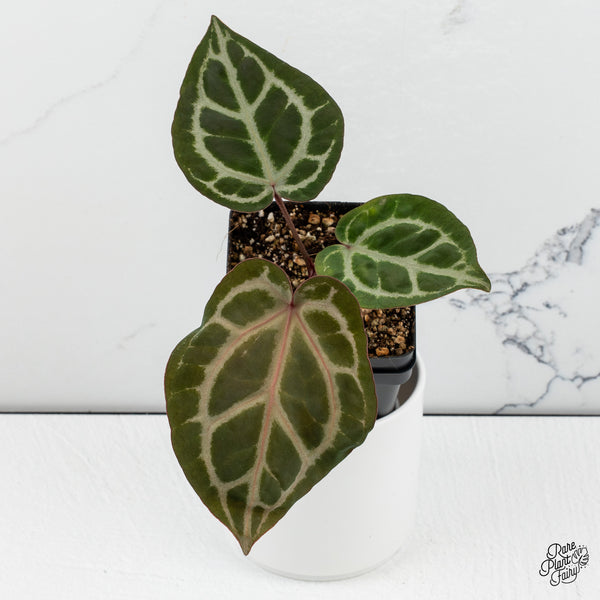 Anthurium Crystal Red '12' x Zara '14' DocBlock® *Grower's Choice*