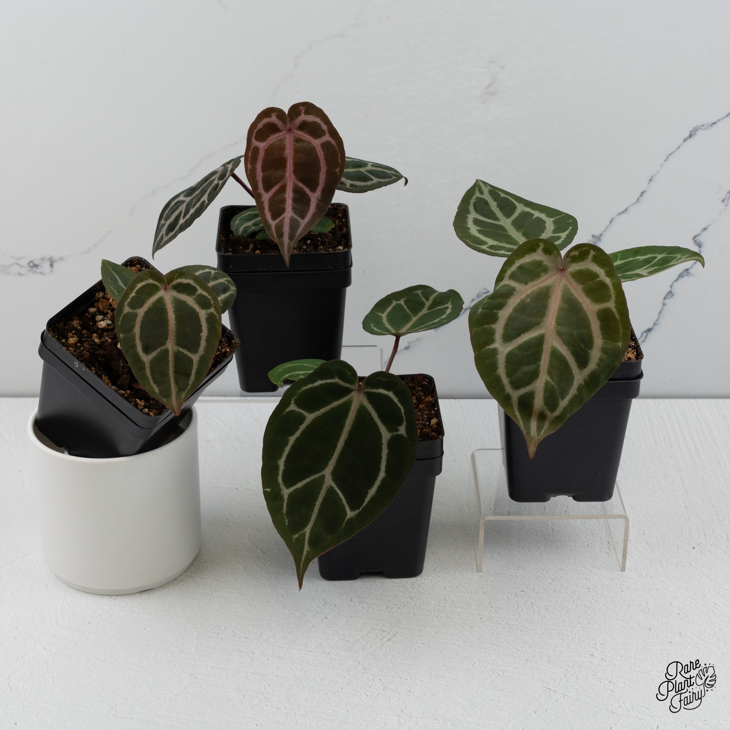 14+ Anthurium Doc Block Anthurium Crystal Red '12' x Zara '14' DocBlock® *Grower's Choice