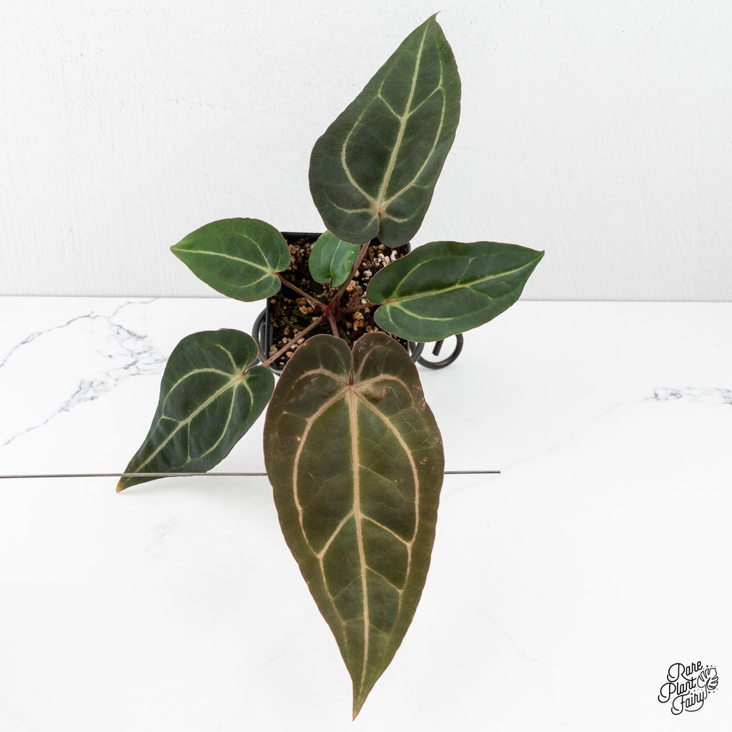 anthurium everbloom Anthurium Minerva '20' x Dark & Handsome '9' by DocBlock (wk7-A)