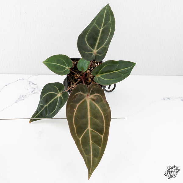 Anthurium Minerva '20' x Dark & Handsome '9' by DocBlock® *Grower's Choice*