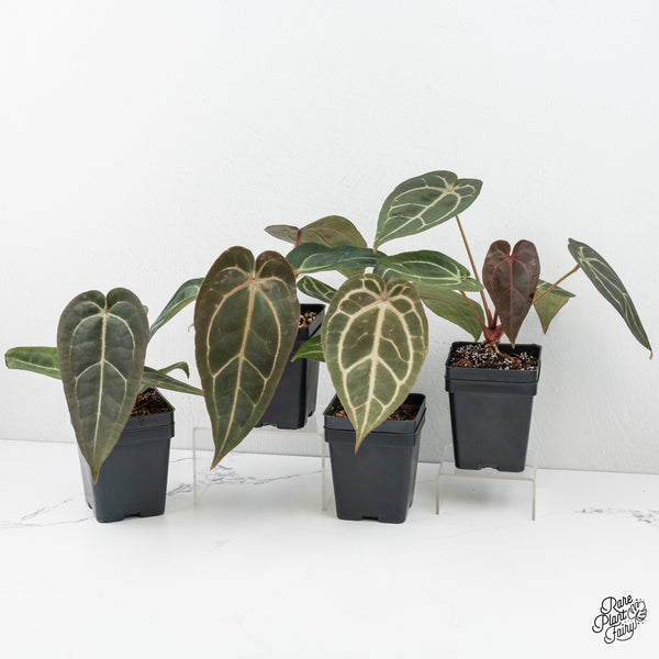 Anthurium Minerva '20' x Dark & Handsome '9' by DocBlock® *Grower's Choice*