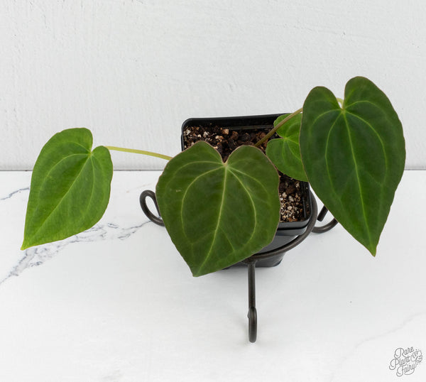 Anthurium Black Widow '43' x Red Velvet Cake '24' by DocBlock® (wk11-B)