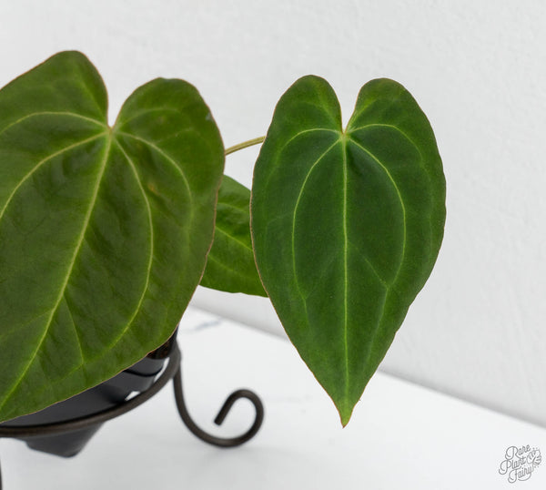 Anthurium Black Widow '43' x Red Velvet Cake '24' by DocBlock® (wk11-B)