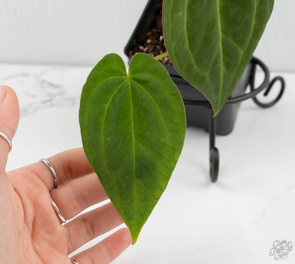 Anthurium Black Widow '43' x Red Velvet Cake '24' by DocBlock® (wk11-B)