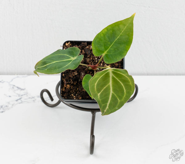 Anthurium Black Widow '43' x Zara '14' by DocBlock® (wk11-E)