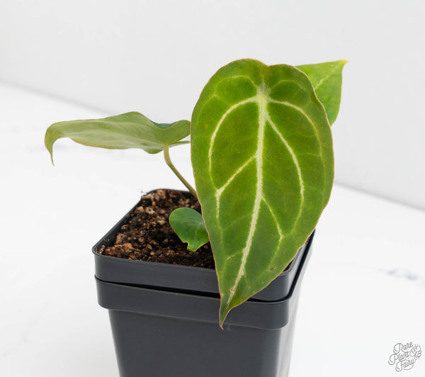 Anthurium Black Widow '43' x Zara '14' by DocBlock® (wk11-E)