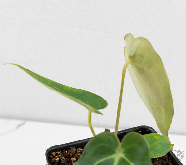 Anthurium Black Widow '43' x Zara '14' by DocBlock® (wk11-E)