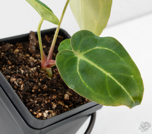 Anthurium Black Widow '43' x Zara '14' by DocBlock® (wk11-E)