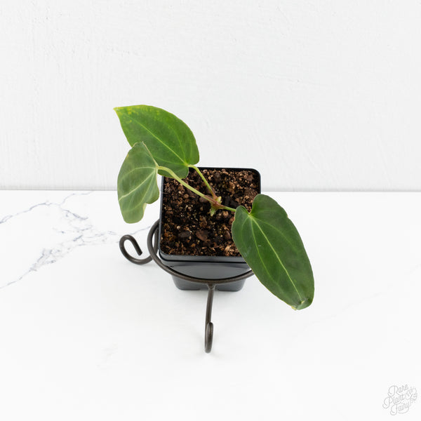 Anthurium Black Widow '43' x Forgetii '57' by DocBlock® (wk9-T)
