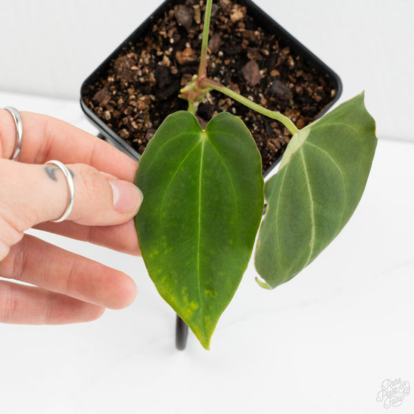 Anthurium Black Widow '43' x Forgetii '57' by DocBlock® (wk9-T)