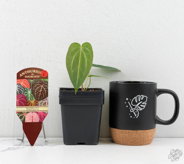 Anthurium Black Widow '43' x Zara '14' by DocBlock® (wk11-R)