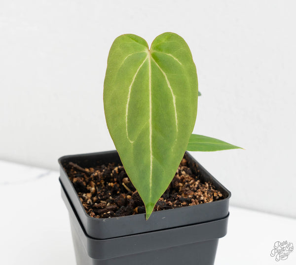 Anthurium Black Widow '43' x Zara '14' by DocBlock® (wk11-R)