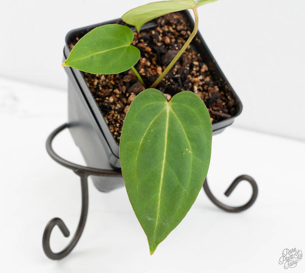 Anthurium Black Widow '43' x Zara '14' by DocBlock® (wk11-R)