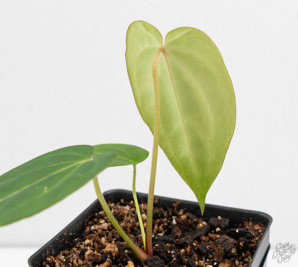 Anthurium Black Widow '43' x Zara '14' by DocBlock® (wk11-R)