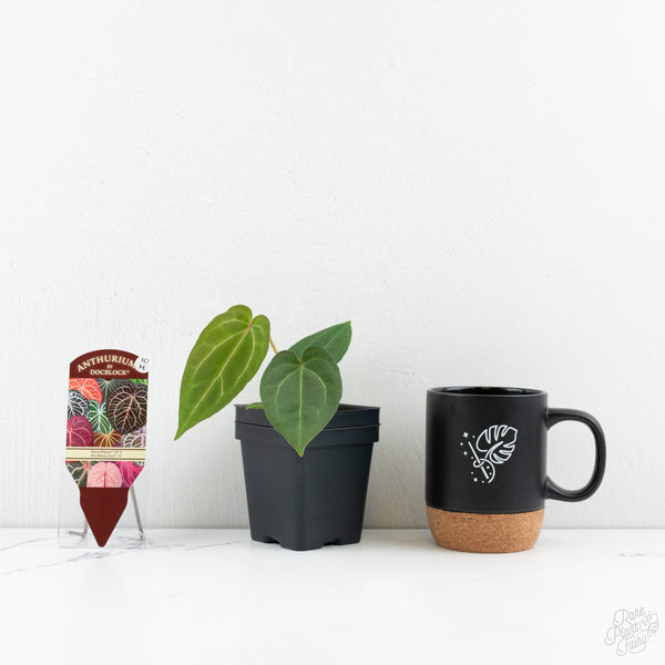 Anthurium Black Widow '43' x Zara '14' by DocBlock® (wk10-M)