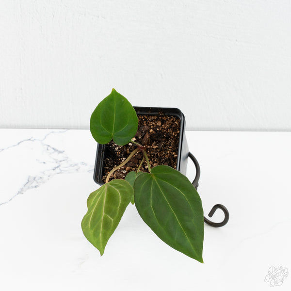 Anthurium Black Widow '43' x Zara '14' by DocBlock® (wk10-M)