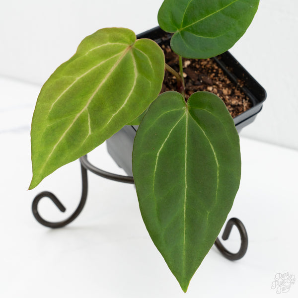 Anthurium Black Widow '43' x Zara '14' by DocBlock® (wk10-M)