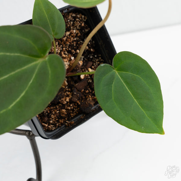 Anthurium Black Widow '43' x Zara '14' by DocBlock® (wk10-M)