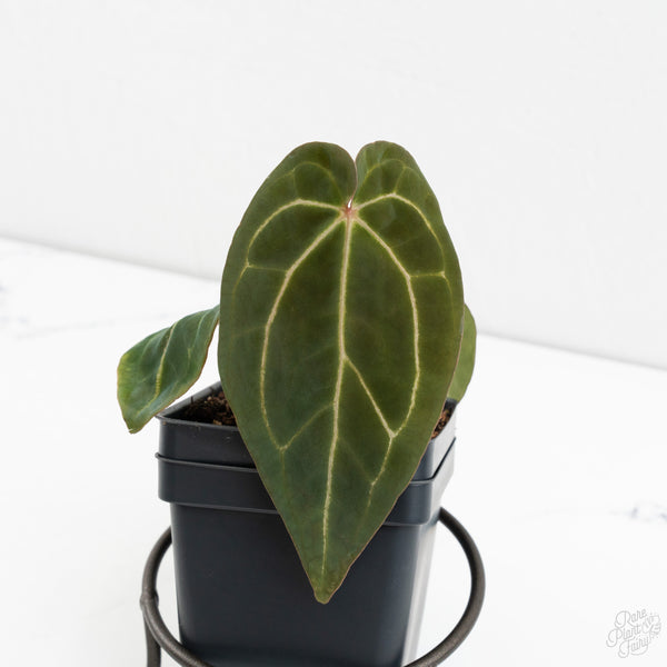 Anthurium Black Widow '43' x Zara '14' by DocBlock® (wk9-S)