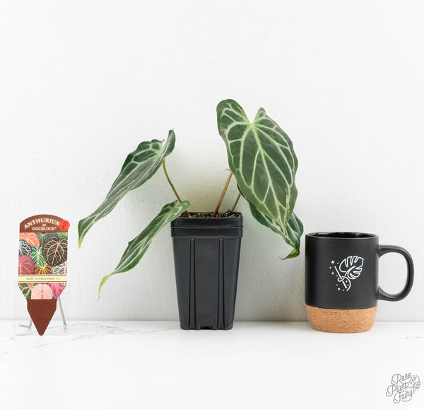 Anthurium Briëlle '16' x Black Widow '13' by DocBlock®  (wk11-S)